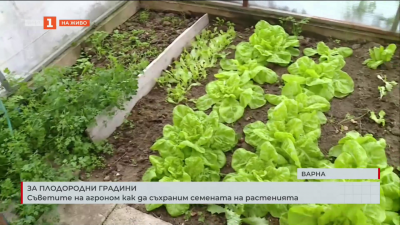 Съветите на агроном как да съхраним семената на растенията