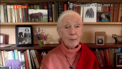 Спомен за Джейн Гудол, спасителката от джунглата 