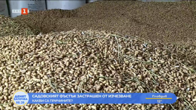 Садовският фъстък застрашен от изчезване - какви са причините? 