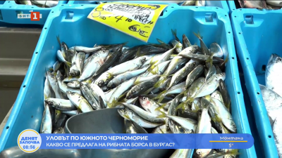Пресен сафрид изобилства на рибната борса в Бургас