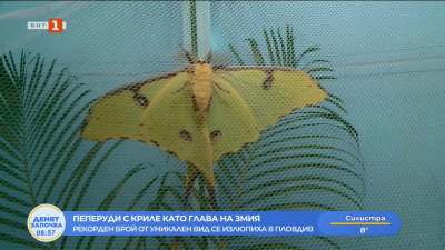 Рекорден брой от уникален вид пеперуди се излюпиха в Пловдив