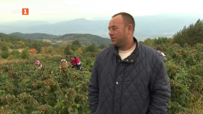 Био малини в с.Рибново