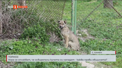 Хора от село Камен се оплакват, че освирепели кучета ги нападат - какво прави общината?