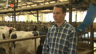 Млечни крави и мандра в с. Боровица, общ. Белоградчик