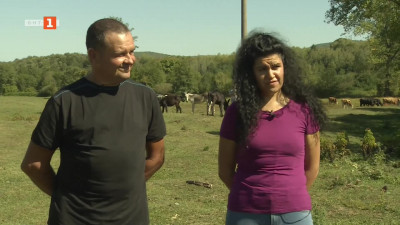 Пъстра ферма с крави, магарета и биволи в Берковица 