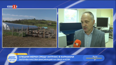 Спешни мерки срещу антракс в Харманли
