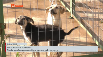 Топлина през зимата: Приют набира средства за одеяла за кучетата