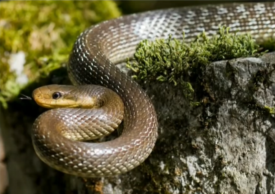 Змия-беглец във Враждебна