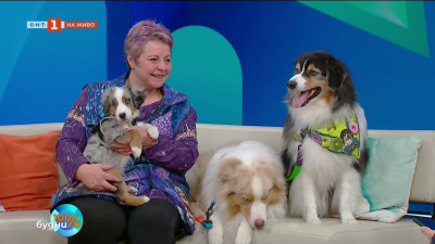 Кучета - звезди