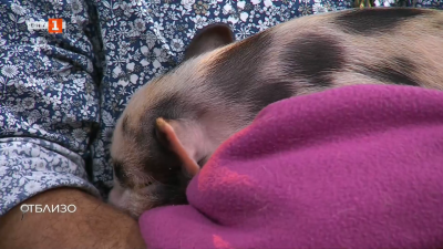 Мини прасенце у дома - възможно ли е?