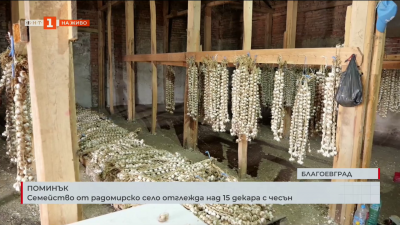 Семейство от радомирско село отглежда над 15 декара с чесън