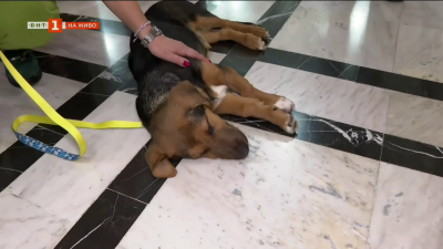 Осинови порода любов: Куче от приют участва в театрално представление