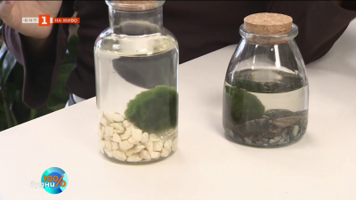 Как Маримо превръща всеки дом в оазис на хармония