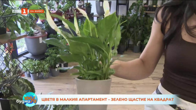 Цветя в малкия апартамент