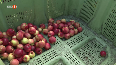 Полша е най-големият преработвател на ябълки в Европа