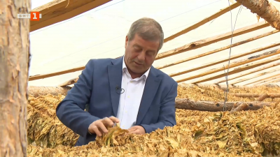 Двама братя учители, които обичат да отглеждат тютюн