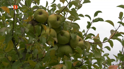 Как в едно стопанство спасяват крушовите си градини от сланите?