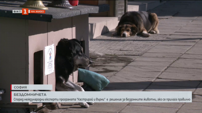 Според международни експерти програмата Кастрирай и върни е решение за бездомните животни в София, ако се прилага правилно