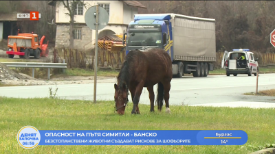 Опасност на пътя Симитли-Банско: Безстопанствени животни създават рискове за шофьорите