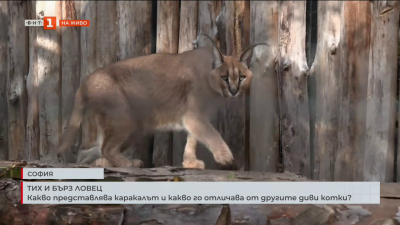 Какво представлява каракалът и какво го отличава от другите диви котки?