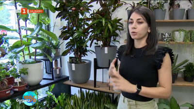 Растенията в детската стая – зелени приятели за чист въздух и добро настроение