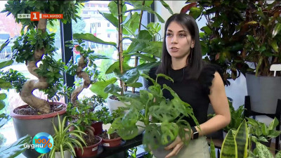 Кои растения са най-подходящи за работното място? 