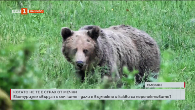 Екотуризъм, свързан с мечките: Дали е възможно и какви са перспективите