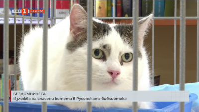 Бездомничета: Изложба на спасени котета в Русенската библиотека