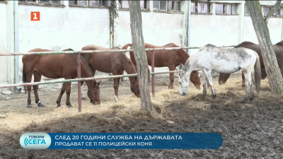 11 полицейски коне отиват на търг, конният ескадрон в София заговори за осиновяване