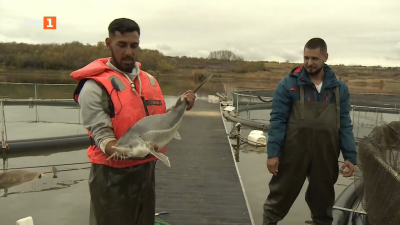 Многообразието в рибената ферма в село Александрово