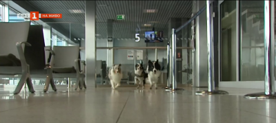 Кучетата са способни да успокояват психиката ни и да намаляват стреса