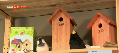 Дружеството за защита на птиците с призив да полагаме грижи за хвъркатите през зимата