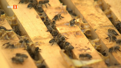 Как се произвеждат пчели-майки?