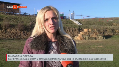 Как в Разлог съхраняват и равиват автентичния вид на българското овчарско куче 