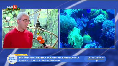 Митничари откриха екзотични живи корали