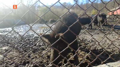 Kаузата Източнобалканска свиня
