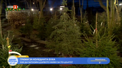 Грижи за коледната елха - как да запазим дървото живо за по-дълго?