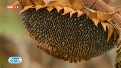 Иновативен земеделски метод се бори със сушите