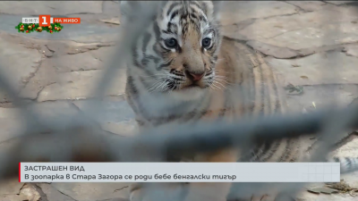Застрашен вид: В зоопарка в Стара Загора се роди бебе бенгалски тигър
