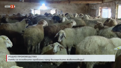 Какви са основните проблеми пред българските животновъди?