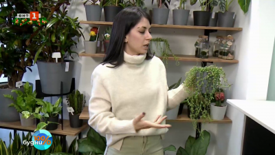 Странни и различни растения за новата година