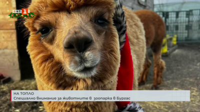 Специално внимание за животните в зоопарка в Бургас
