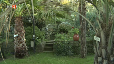 Тропици в село Гроздьово, община Долни чифлик