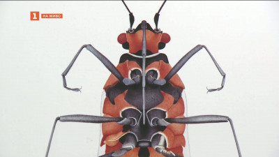 Изложба “Радииращата истина” на художничката Корнелия Хесе-Хонегер