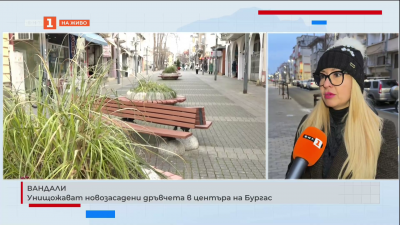 Вандали унищожават новозасадени дръвчета в центъра на Бургас