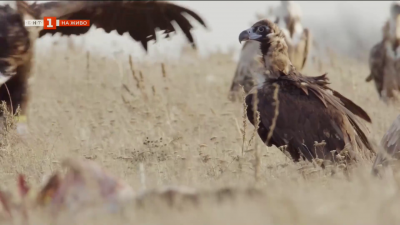 7 са отровените защитени лешояда в землището на село Тича - какви са причините и ще има ли последствия?