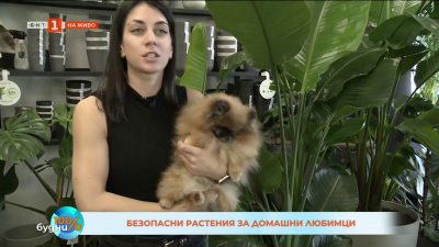 Безопасни растения за домашни любимци