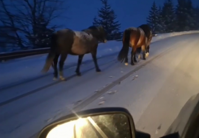 Сигнал за коне на пътя Троян - Кърнаре