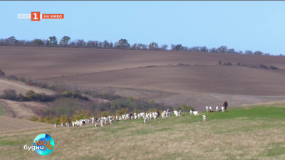 Живописното село Тръстеник 