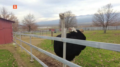 Бъдещето на щраусовите ферми у нас